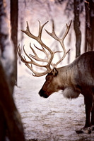 DSC_8628_edited-3