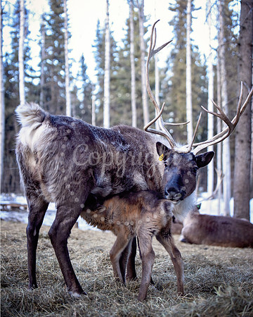 DSC_2245_edited-1